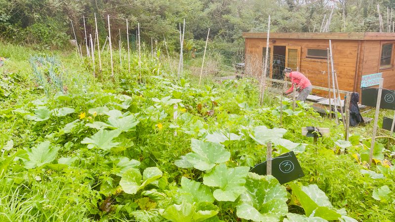Jardinage et pause café au potager